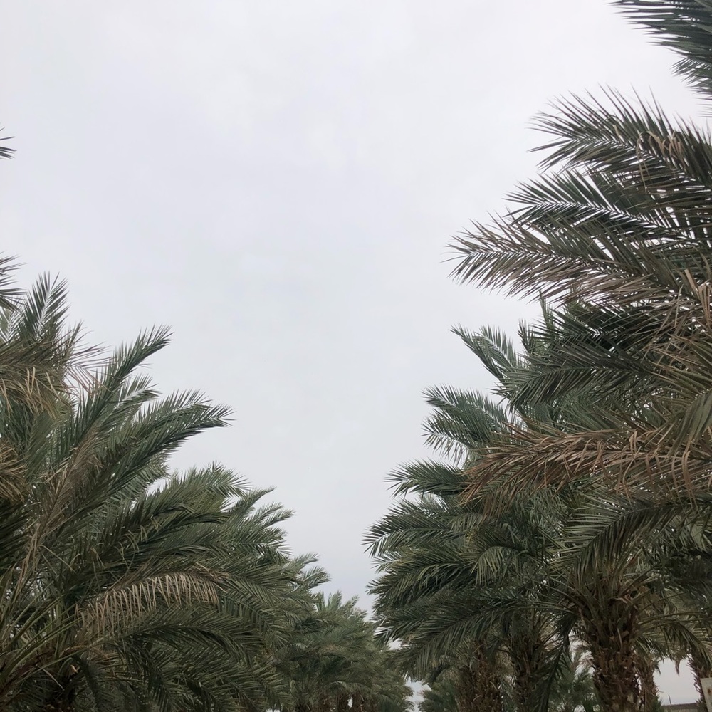 Meet your Posher, Haneen